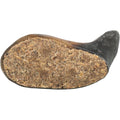 Buffalo horn filled w.pizzle & tendon 10